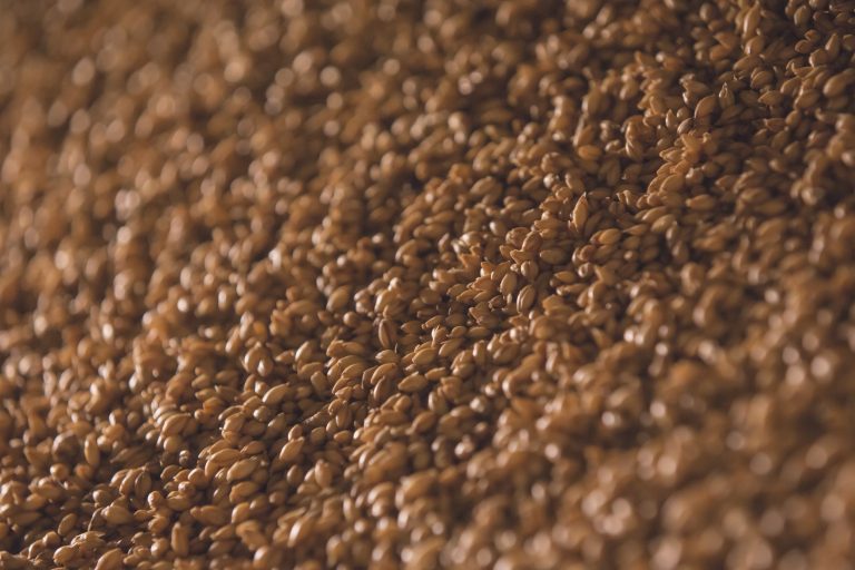 Close-up of malted barley grains at a Speyside maltings