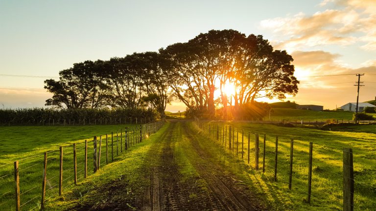 Farm track between fields at sunset, with mature trees on the horizon