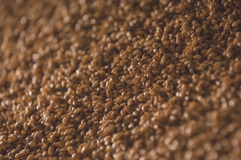 Close-up of malted barley grains at a Speyside maltings