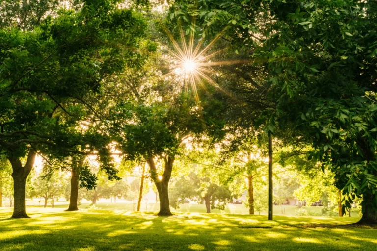 Sunlight through mature trees in a public park, one of five in the ParkPower study